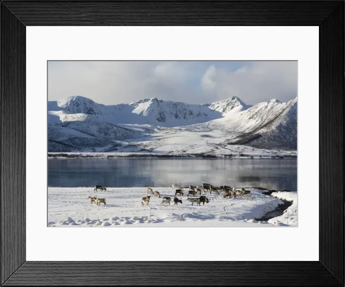 Framed Print : Reindeer (Rangifer tarandus), near Fornes, Vesteralen Islands, Arctic, Norway, Scandinavia Framed Print : Reindeer (Rangifer tarandus), near Fornes, Vesteralen Islands, Arctic, Norway, Scandinavia
