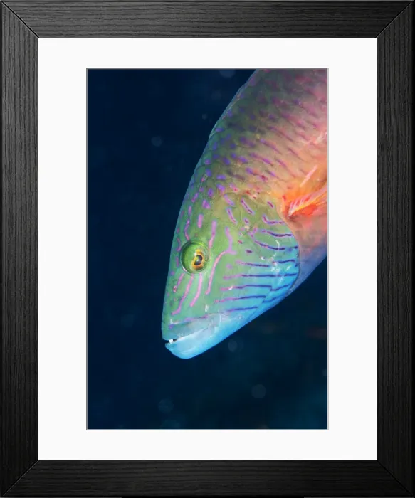 Framed Print : Cheek-lined wrasse (Oxycheilinus digramma), Matangi Island, Vanua Levu, Fiji, Pacific Framed Print : Cheek-lined wrasse (Oxycheilinus digramma), Matangi Island, Vanua Levu, Fiji, Pacific
