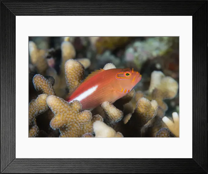 Framed Print : Arc-eye hawkfish (Paracirrhites arcatus), Matangi Island, Vanua Levu, Fiji, Pacific Framed Print : Arc-eye hawkfish (Paracirrhites arcatus), Matangi Island, Vanua Levu, Fiji, Pacific