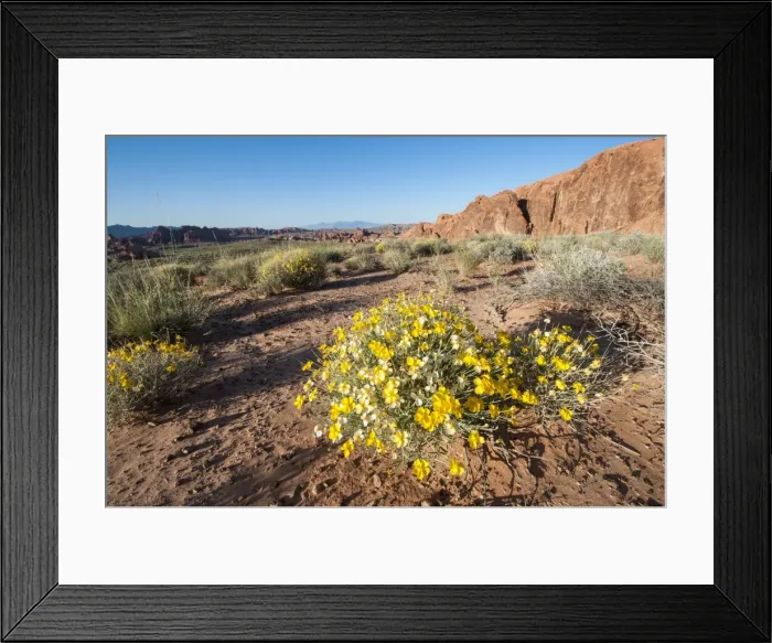 Framed Print : Valley of Fire State Park outside Las Vegas, Nevada, United States of America, North Framed Print : Valley of Fire State Park outside Las Vegas, Nevada, United States of America, North