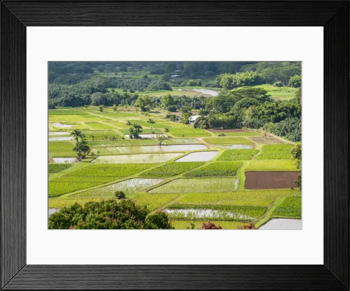 Framed Print : Taro fields in Hanalei National Wildlife Refuge, Hanalei Valley, Kauai, Hawaii, United Framed Print : Taro fields in Hanalei National Wildlife Refuge, Hanalei Valley, Kauai, Hawaii, United