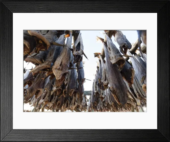 Framed Print : Cod fish drying, Hamnoy, Lofoten Islands, Arctic, Norway, Scandinavia, Europe Framed Print : Cod fish drying, Hamnoy, Lofoten Islands, Arctic, Norway, Scandinavia, Europe