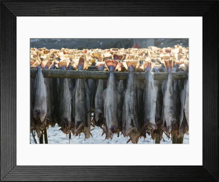 Framed Print : Cod fish drying, Hamnoy, Lofoten Islands, Arctic, Norway, Scandinavia, Europe Framed Print : Cod fish drying, Hamnoy, Lofoten Islands, Arctic, Norway, Scandinavia, Europe