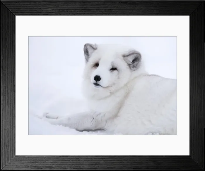 Framed Print : Arctic fox (Vulpes lagopus), Polar Park, Troms, Norway, Scandinavia, Europe Framed Print : Arctic fox (Vulpes lagopus), Polar Park, Troms, Norway, Scandinavia, Europe