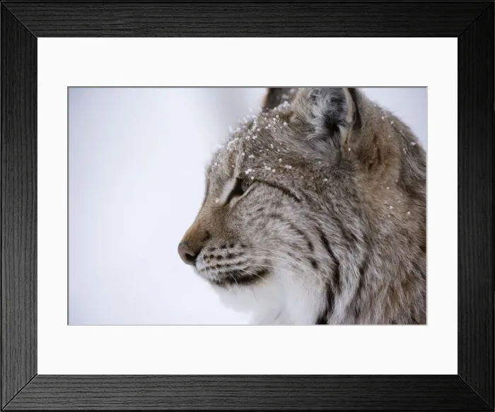 Framed Print : European Lynx (Lynx lynx), Polar Park, Troms, Norway, Scandinavia, Europe Framed Print : European Lynx (Lynx lynx), Polar Park, Troms, Norway, Scandinavia, Europe