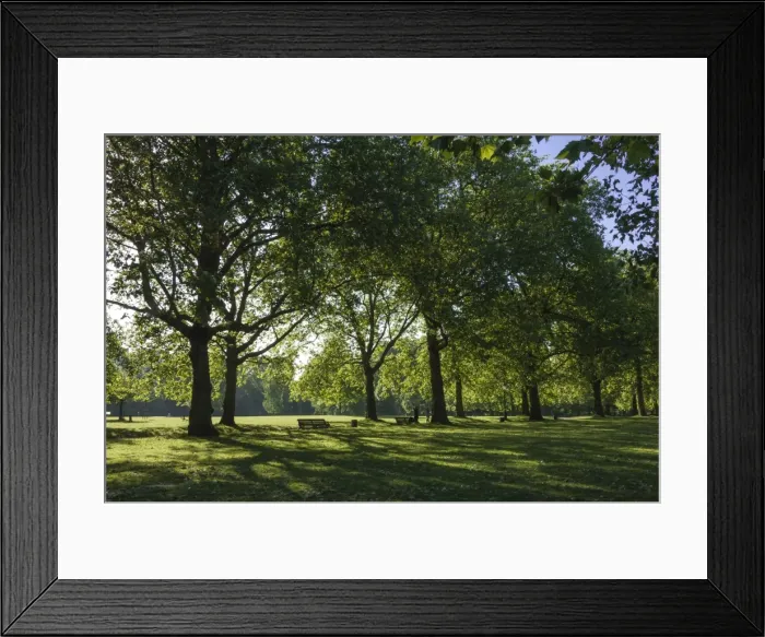 Framed Print : Morning sunlight, St. James Park, London, England, United Kingdom, Europe Framed Print : Morning sunlight, St. James Park, London, England, United Kingdom, Europe