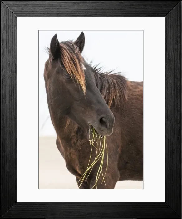 Framed Print : Wild mustang (banker horse) (Equus ferus caballus) in Currituck National Wildlife Refuge Framed Print : Wild mustang (banker horse) (Equus ferus caballus) in Currituck National Wildlife Refuge