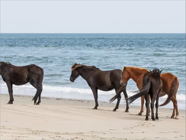Wild mustangs (banker horses) (Equus ferus caballus) in Currituck National Wildlife Refuge
