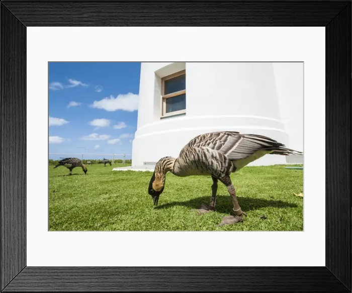 Framed Print : Hawaiian goose (nene) (Branta sandvicensis), at Historic Kilauea Lighthouse, Kilauea Framed Print : Hawaiian goose (nene) (Branta sandvicensis), at Historic Kilauea Lighthouse, Kilauea