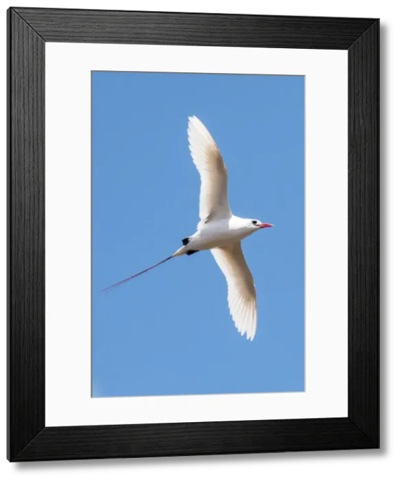 Framed Print : Red-tailed tropicbird (Phaethon rubricauda), Kilauea Point National Wildlife Refuge Framed Print : Red-tailed tropicbird (Phaethon rubricauda), Kilauea Point National Wildlife Refuge