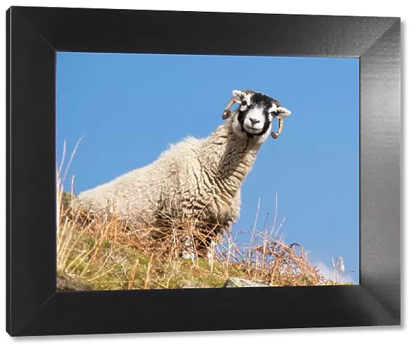 Close up of the traditional black faced Swaledale sheep found throughout the Yorkshire Dales