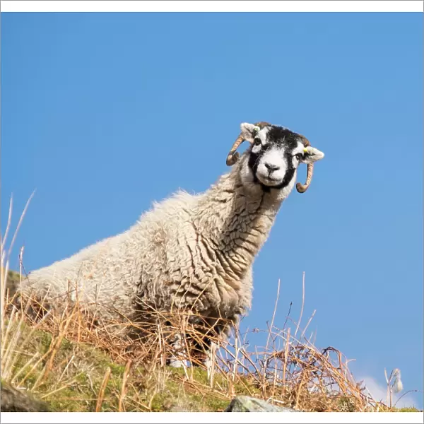 Close up of the traditional black faced Swaledale sheep found throughout the Yorkshire Dales