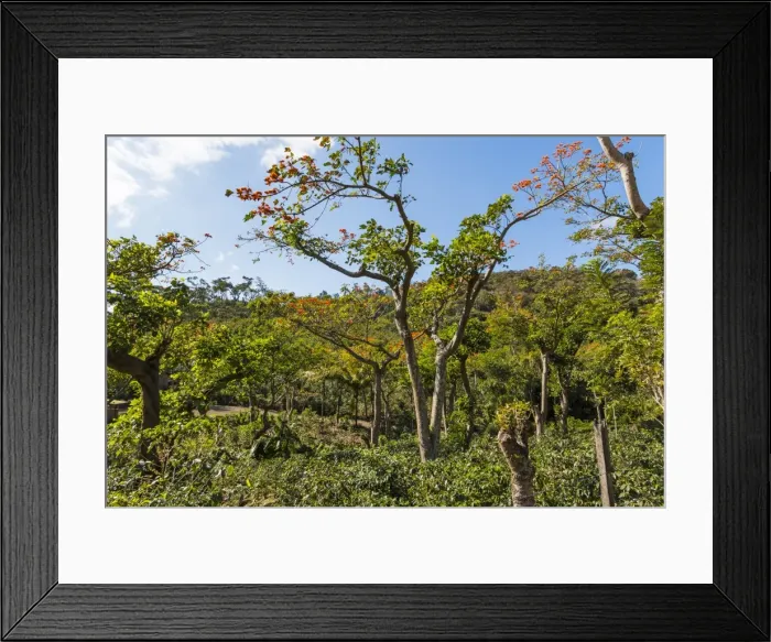 Framed Print : Typical flowering shade tree Arabica coffee plantation in highlands en route to Jinotega Framed Print : Typical flowering shade tree Arabica coffee plantation in highlands en route to Jinotega