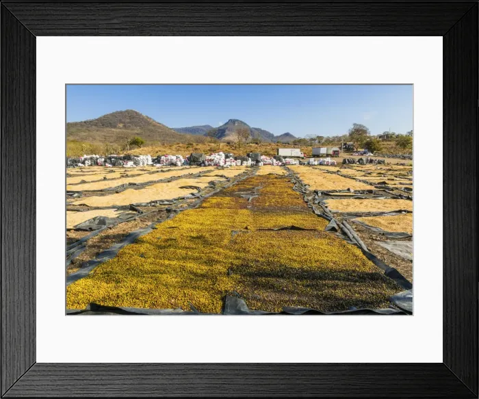 Framed Print : Coffee beans drying in the sun in the important growing region around this northern city Framed Print : Coffee beans drying in the sun in the important growing region around this northern city