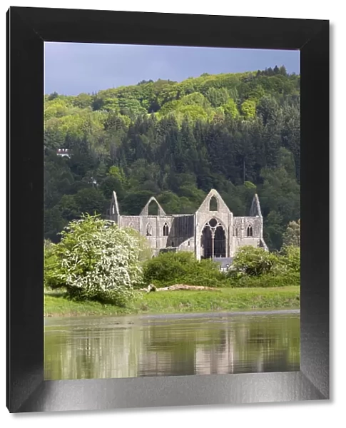 Ruins of Tintern Abbey by the River Wye, Tintern, Wye Valley, Monmouthshire, Wales