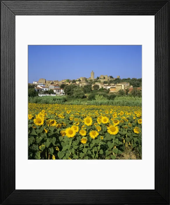 Framed Print : Hilltop village above sunflower field, Pals, Catalunya (Costa Brava), Spain, Europe Framed Print : Hilltop village above sunflower field, Pals, Catalunya (Costa Brava), Spain, Europe