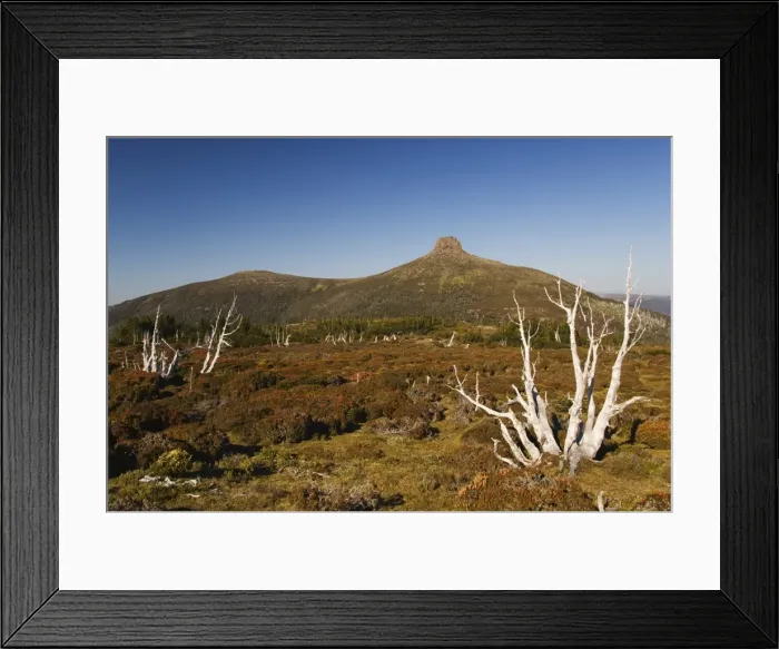 Framed Print : View of Mount Pelion East, 1433m, from Mount Ossa, on the overland track in Cradle Mountain Lake St Framed Print : View of Mount Pelion East, 1433m, from Mount Ossa, on the overland track in Cradle Mountain Lake St
