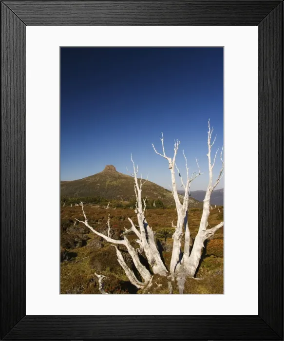 Framed Print : Mount Pelion East 1433m, from Mount Ossa 1617m, Tasmanias highest mountain on the overland track in Cradle Mountain Lake St. Clair National Park, part of Tasmanian Wilderness, UNESCO World Heritage Site, Tasmania Framed Print : Mount Pelion East 1433m, from Mount Ossa 1617m, Tasmanias highest mountain on the overland track in Cradle Mountain Lake St. Clair National Park, part of Tasmanian Wilderness, UNESCO World Heritage Site, Tasmania