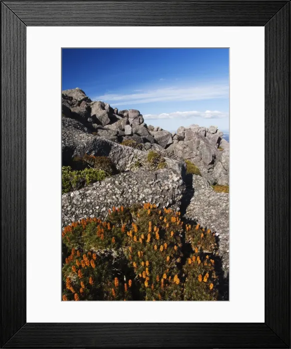 Framed Print : Mountain flowers, Black Bluff, Tasmania, Australia, Pacific Framed Print : Mountain flowers, Black Bluff, Tasmania, Australia, Pacific