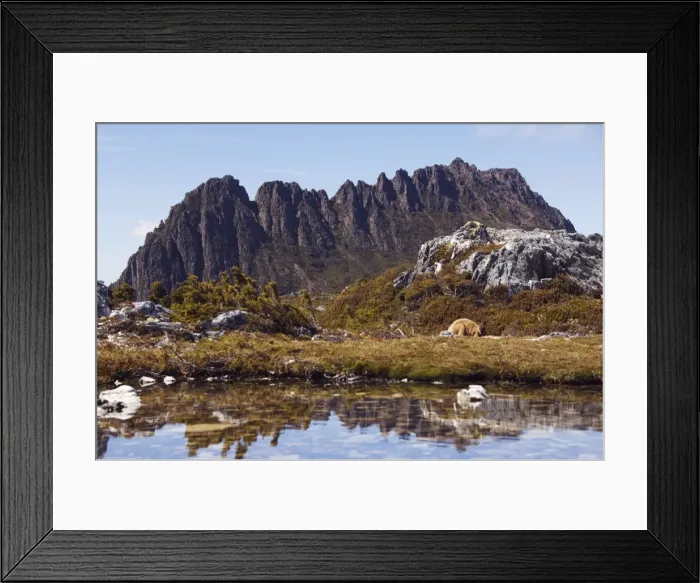 Framed Print : Peaks of Cradle Mountain, 1545m, reflected in tarn on the Overland Track Framed Print : Peaks of Cradle Mountain, 1545m, reflected in tarn on the Overland Track