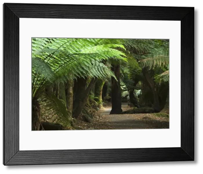 Framed Print : Tall Trees Walk, Mount Fields National Park, Tasmania, Australia, Pacific Framed Print : Tall Trees Walk, Mount Fields National Park, Tasmania, Australia, Pacific