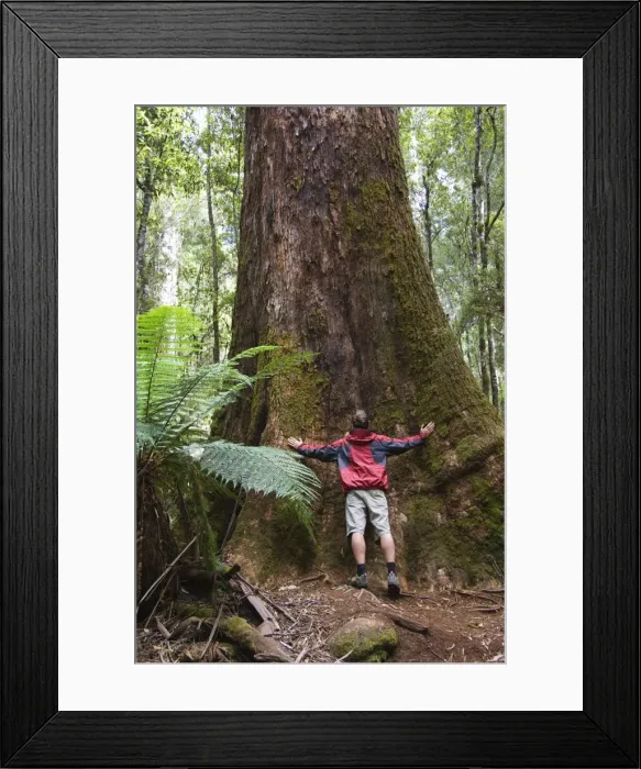 Framed Print : Hiker on the Tall Trees Walk dwarfed by huge trees, Mount Fields National Park Framed Print : Hiker on the Tall Trees Walk dwarfed by huge trees, Mount Fields National Park