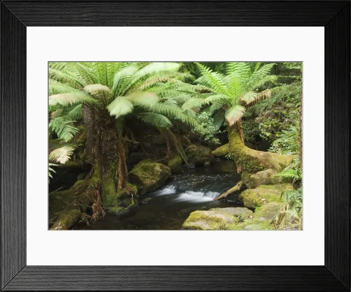 Framed Print : Mountains stream flowing through forest of tree ferns, Mount Fields National Park Framed Print : Mountains stream flowing through forest of tree ferns, Mount Fields National Park