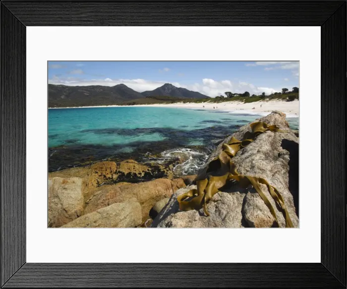 Framed Print : Seaweed and lichen covered rock on Wineglass Bay, Coles Bay, Freycinet Peninsula, Freycinet National Park, Tasmania, Australia Framed Print : Seaweed and lichen covered rock on Wineglass Bay, Coles Bay, Freycinet Peninsula, Freycinet National Park, Tasmania, Australia
