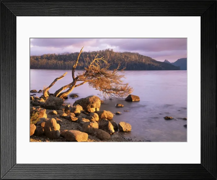 Framed Print : Lake St. Clair, Cradle Mountain-Lake St. Clair National Park, Tasmania Framed Print : Lake St. Clair, Cradle Mountain-Lake St. Clair National Park, Tasmania