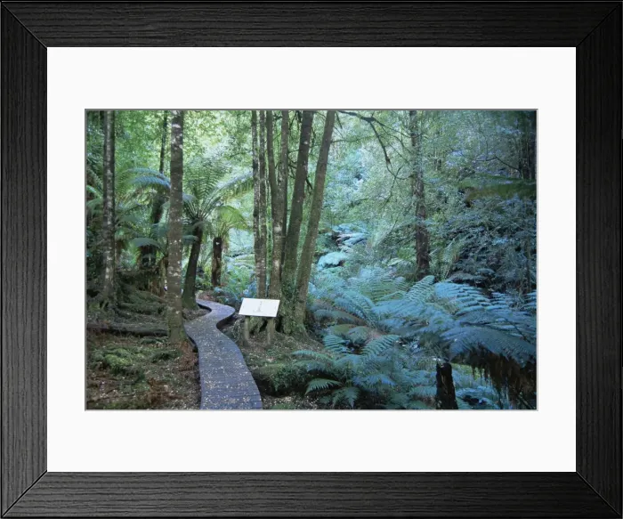 Framed Print : Wielangta Forest Walk, Tasmania, Australia, Pacific