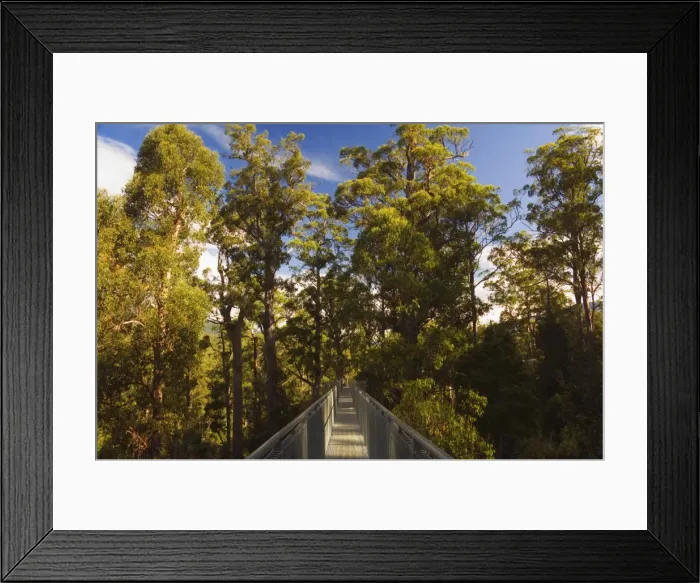 Framed Print : Airwalk, Tahune Forest Reserve, Tasmania, Australia, Pacific Framed Print : Airwalk, Tahune Forest Reserve, Tasmania, Australia, Pacific