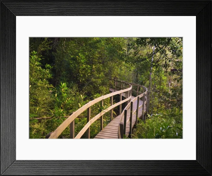 Framed Print : Boardwalk, Tahune Forest Reserve, Tasmania, Australia, Pacific Framed Print : Boardwalk, Tahune Forest Reserve, Tasmania, Australia, Pacific