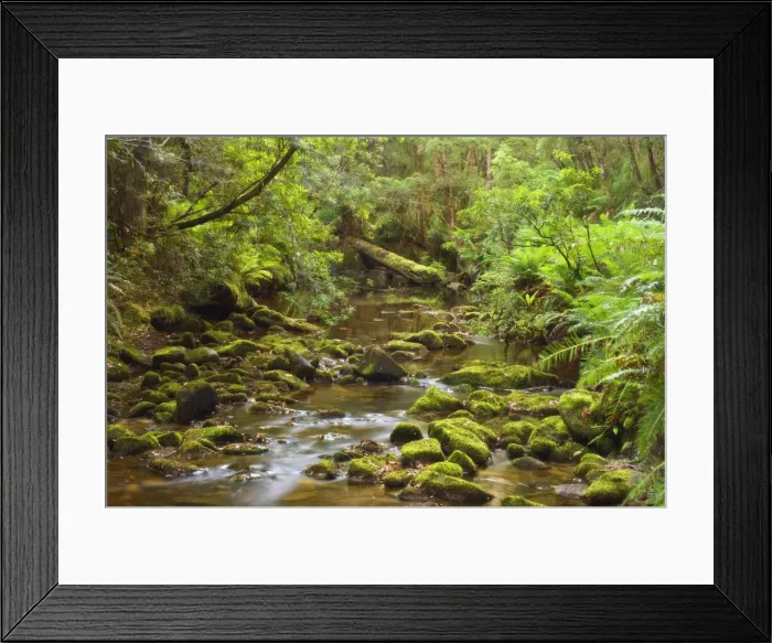 Framed Print : Creekton Rivulet, Southern Forests, Tasmania, Australia, Pacific Framed Print : Creekton Rivulet, Southern Forests, Tasmania, Australia, Pacific