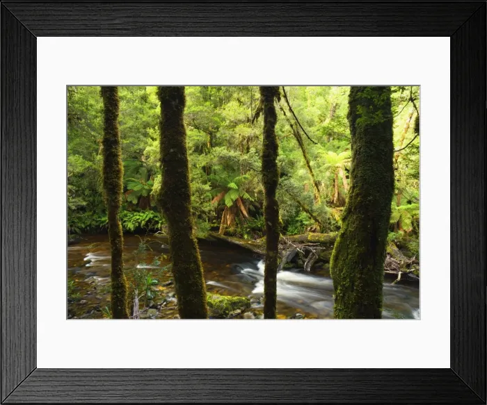 Framed Print : Rainforest and Surprise River, Franklin-Gordon Wild Rivers National Park Framed Print : Rainforest and Surprise River, Franklin-Gordon Wild Rivers National Park