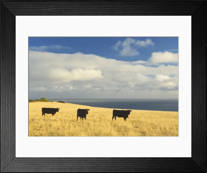 Framed Print : Cows on pasture, Stanley, Tasmania, Australia, Pacific Framed Print : Cows on pasture, Stanley, Tasmania, Australia, Pacific