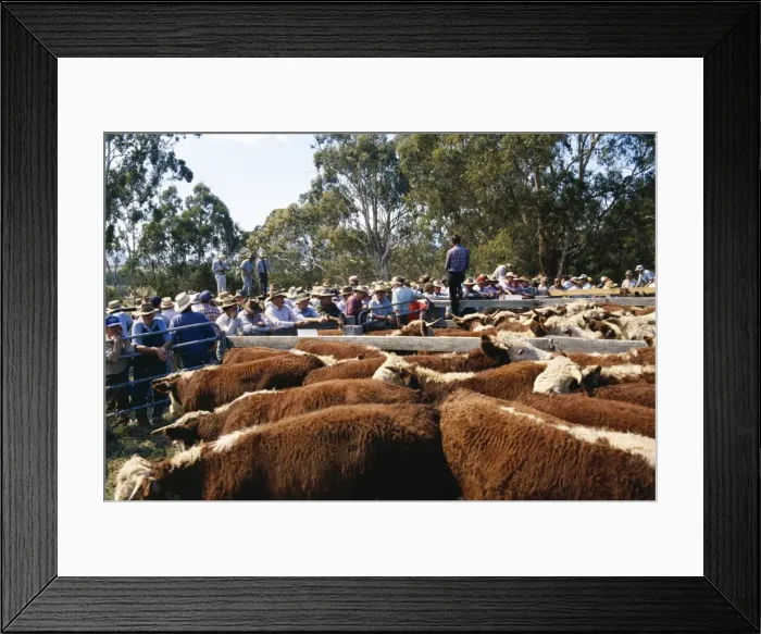 Framed Print : Cattle sale in Victorian Alps, Victoria, Australia, Pacific Framed Print : Cattle sale in Victorian Alps, Victoria, Australia, Pacific