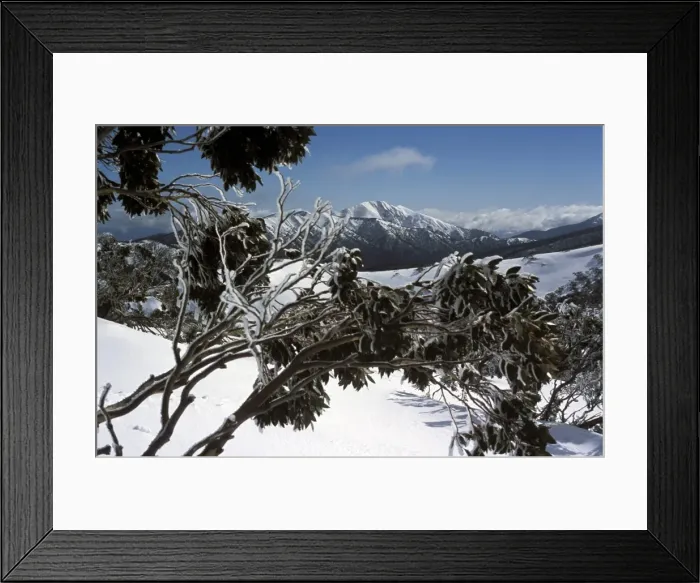Framed Print : Winter landscape of mountains seen through snow-covered tree branches, Mount Feathertop from Mount Hotham, High Country, Victoria Framed Print : Winter landscape of mountains seen through snow-covered tree branches, Mount Feathertop from Mount Hotham, High Country, Victoria