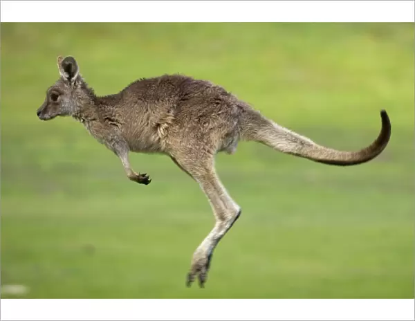 Eastern Grey Kangaroo, (Macropus giganteus), Anglesea, Great Ocean Road