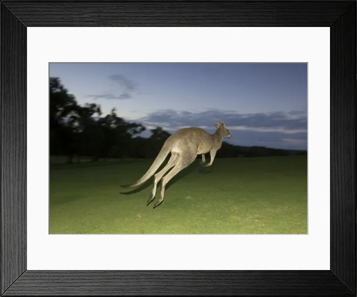 Framed Print : Eastern Grey Kangaroo, (Macropus giganteus), Anglesea, Great Ocean Road Framed Print : Eastern Grey Kangaroo, (Macropus giganteus), Anglesea, Great Ocean Road