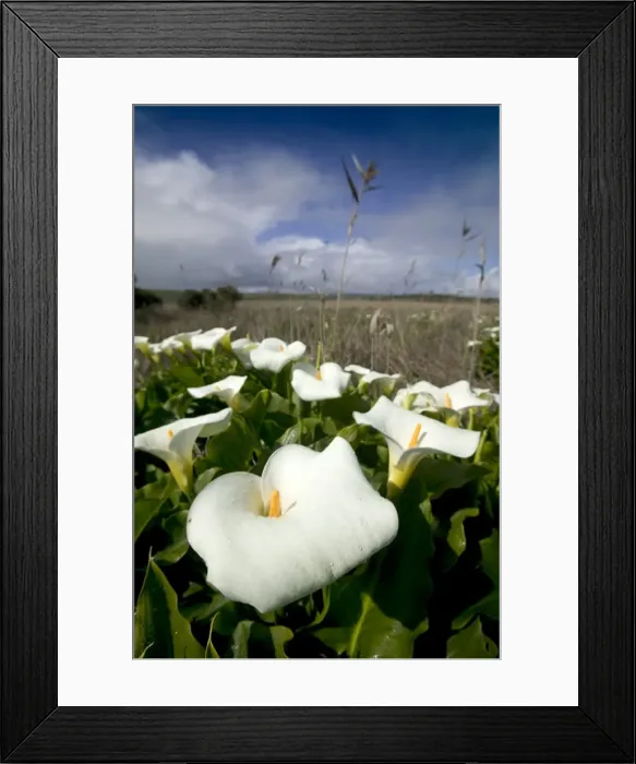 Framed Print : White arum lily, Araceae, Great Ocean Road, Victoria, Australia, Pacific Framed Print : White arum lily, Araceae, Great Ocean Road, Victoria, Australia, Pacific