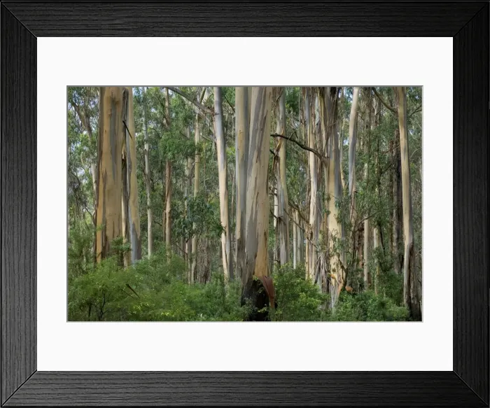 Framed Print : Eucalyptus trees, Great Ocean Road, Victoria, Australia, Pacific Framed Print : Eucalyptus trees, Great Ocean Road, Victoria, Australia, Pacific