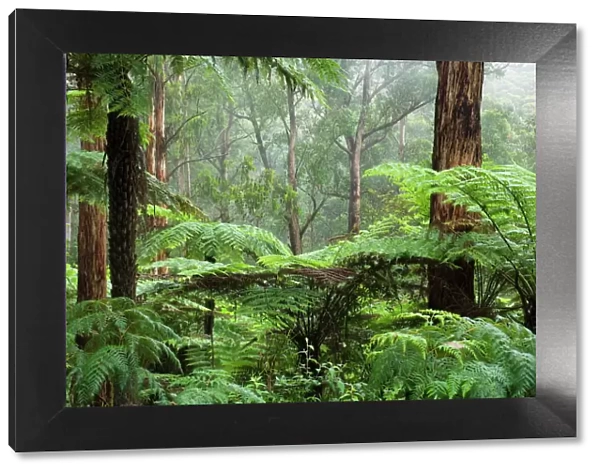 Rainforest, Bunyip State Park, Victoria, Australia, Pacific