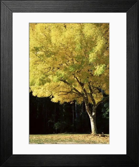 Framed Print : Golden robinia, Marysville, Victoria, Australia, Pacific Framed Print : Golden robinia, Marysville, Victoria, Australia, Pacific
