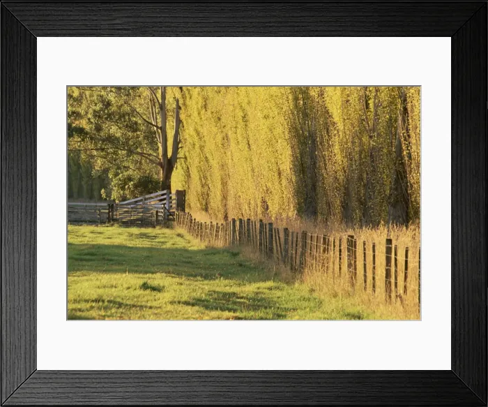 Framed Print : Poplar trees, Marysville, Victoria, Australia, Pacific Framed Print : Poplar trees, Marysville, Victoria, Australia, Pacific