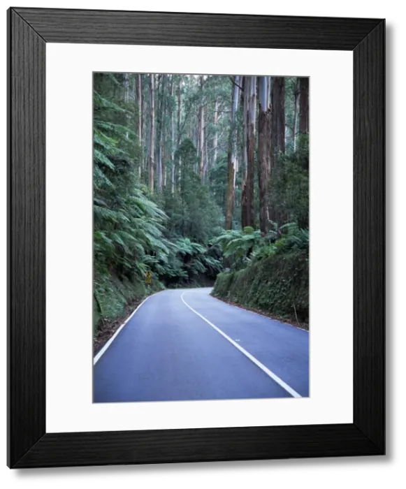 Framed Print : Road and mountain ash forest, Victoria, Australia, Pacific