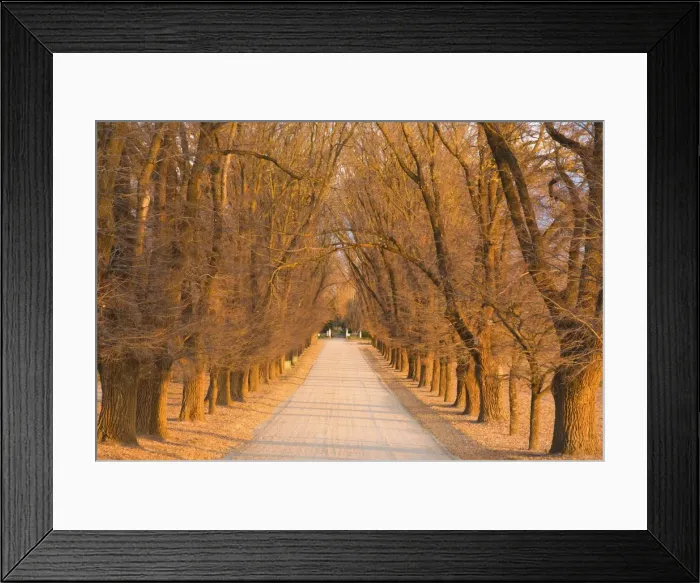 Framed Print : Elm tree alley, Wahgunyah, Victoria, Australia, Pacific Framed Print : Elm tree alley, Wahgunyah, Victoria, Australia, Pacific