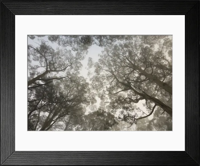Framed Print : Mountain ash forest and morning fog, Mount Macedon, Victoria, Australia, Pacific Framed Print : Mountain ash forest and morning fog, Mount Macedon, Victoria, Australia, Pacific