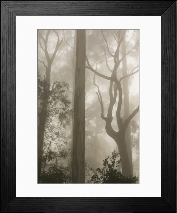 Framed Print : Mountain ash forest and morning fog, Mount Macedon, Victoria, Australia, Pacific