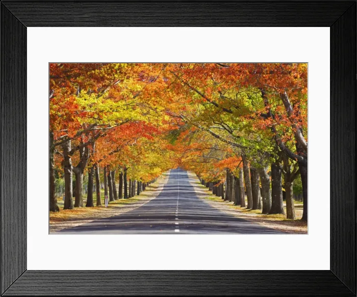 Framed Print : Memorial Avenue in autumn, Mount Macedon, Victoria, Australia, Pacific