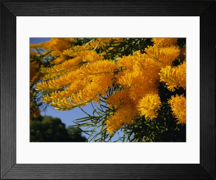 Framed Print : Christmas tree, Nuytsia floribunda, native flora, Western Australia, Australia Framed Print : Christmas tree, Nuytsia floribunda, native flora, Western Australia, Australia